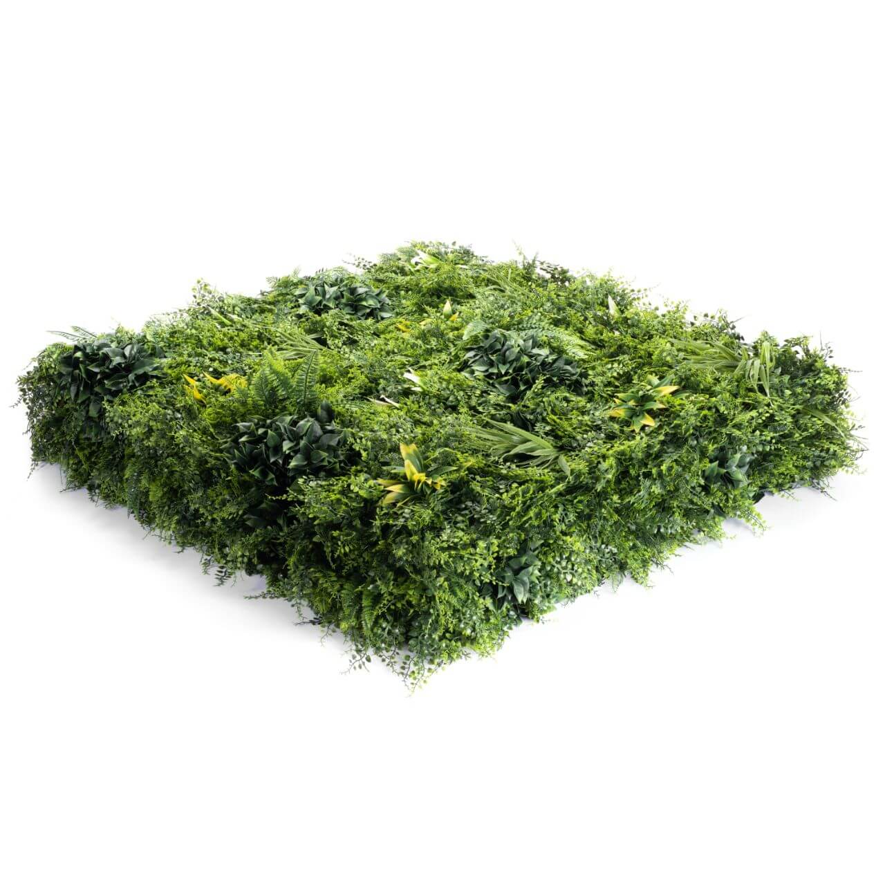 IVY Tropic